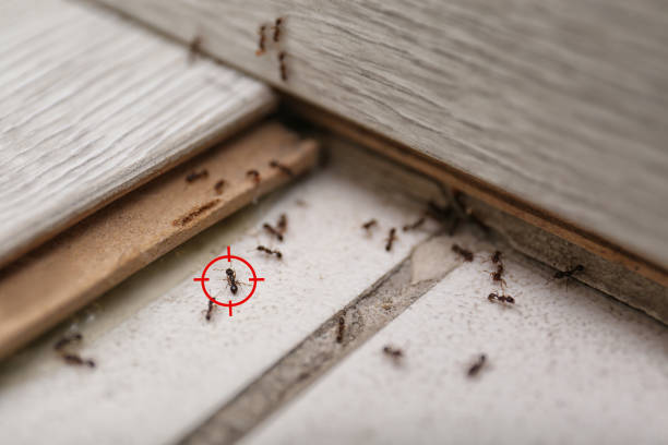 Best Residential Pest Control  in Moses Lake North, WA