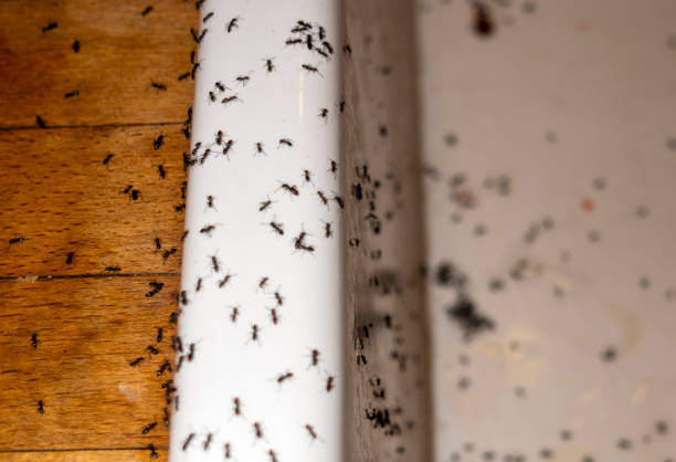 Best Mosquito Control Services  in Moses Lake North, WA