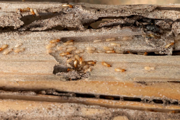 Wasp Removal Services in Moses Lake North, WA