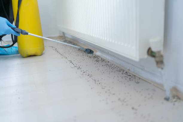 Best Ant Control Services  in Moses Lake North, WA